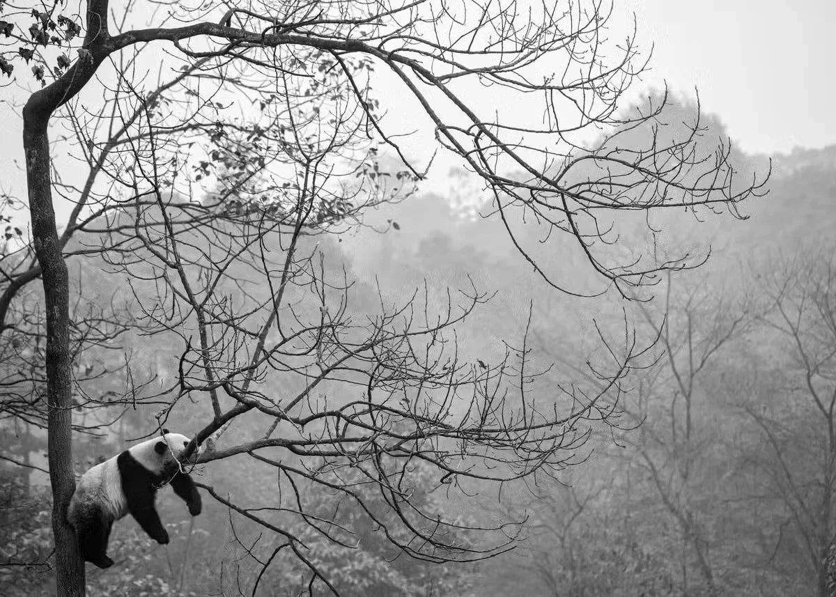 Modern Black  White Landscape Canvas Prints  Mountain Lake Scenery Wall Art for Living Room Decor